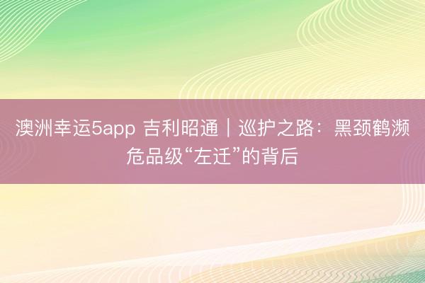 澳洲幸运5app 吉利昭通|巡护之路:黑颈鹤濒危品级“左迁”的背后